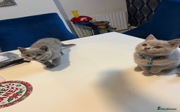 British Shorthair cats for sale: Beautiful  lilac and blue kittens 2 boys 1 girl - Image 25