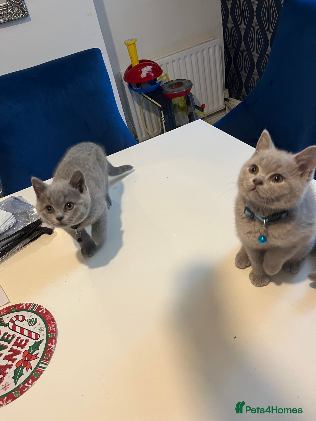 British Shorthair cats for sale: Beautiful  lilac and blue kittens 2 boys 1 girl - Image 25