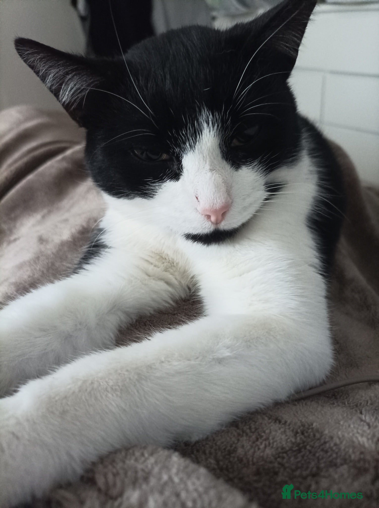 Mixed Breed cats Tuxedo cat looking for a new home - Advert 1