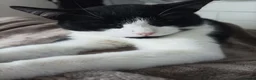 Mixed Breed cats for sale: Tuxedo cat looking for a new home in Greenford - Advert 1