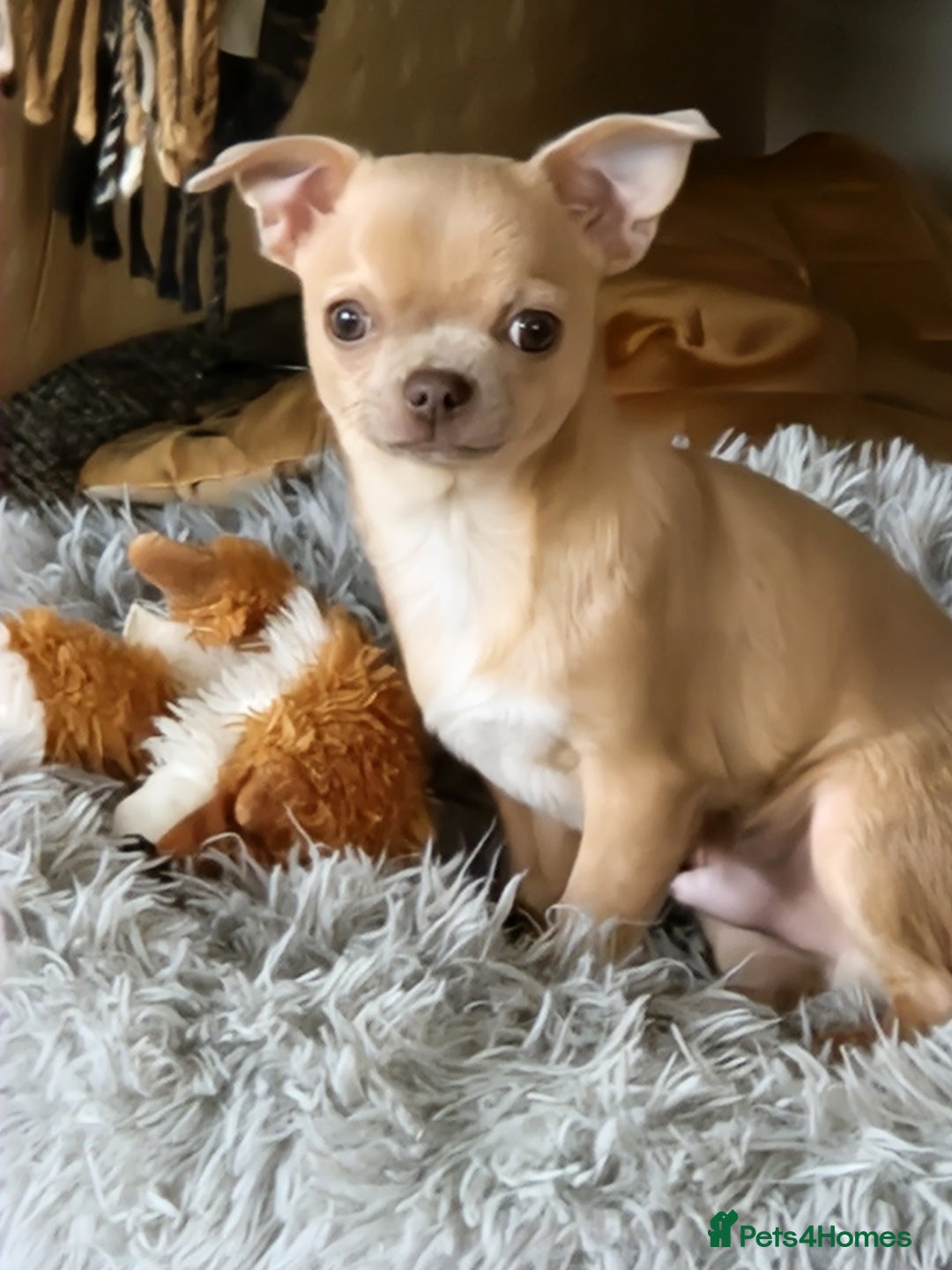 Chihuahua dogs for sale: Chihuhaha Puppies for sale - Advert 15