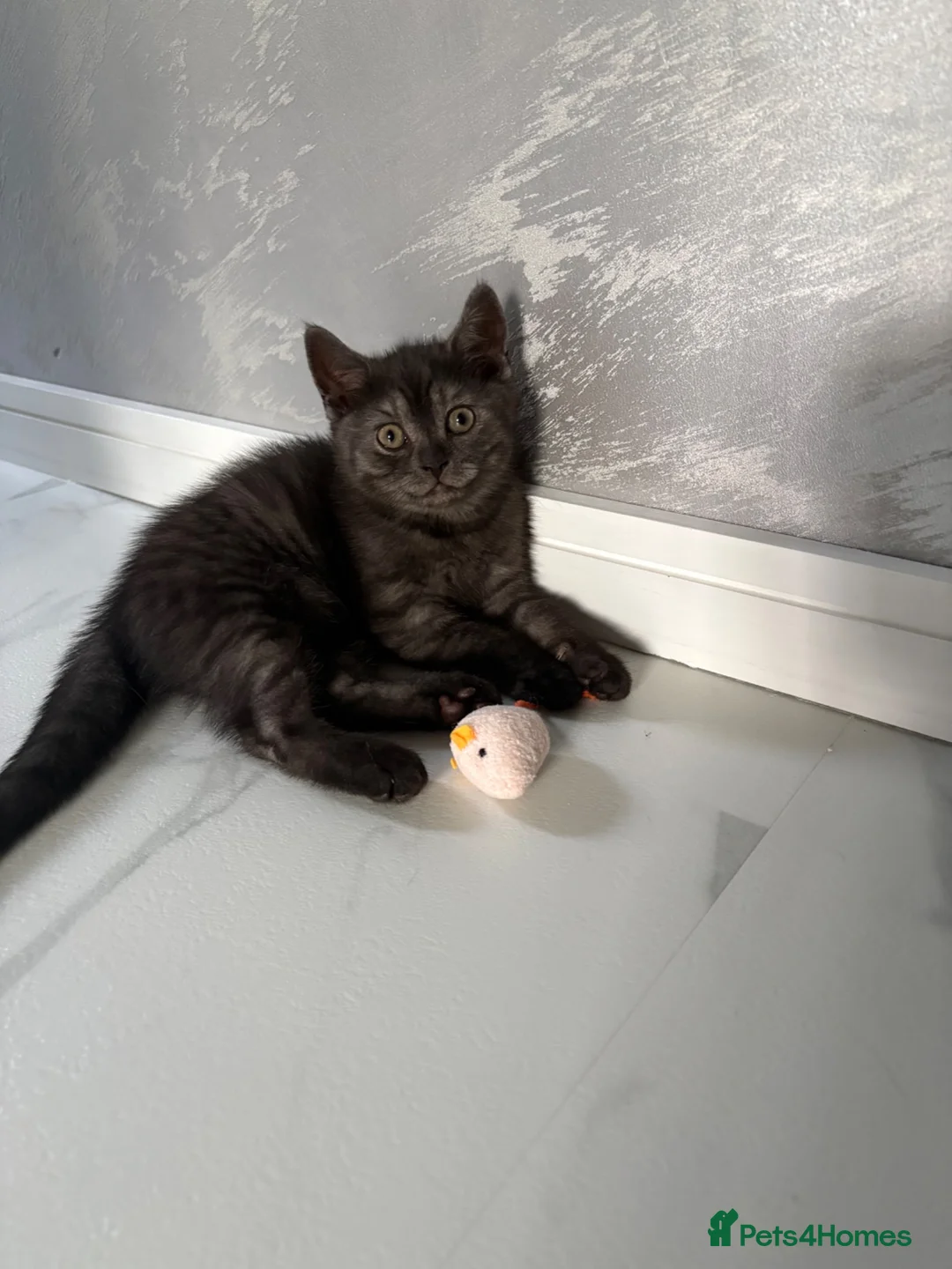 Scottish Fold cats for sale: 🐾4 Beautiful Scottish Fold Kittens🐾 - Advert 1