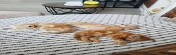 Mixed Breed cats for sale: 3 lovely ginger male cats available  in Preston - Advert 4