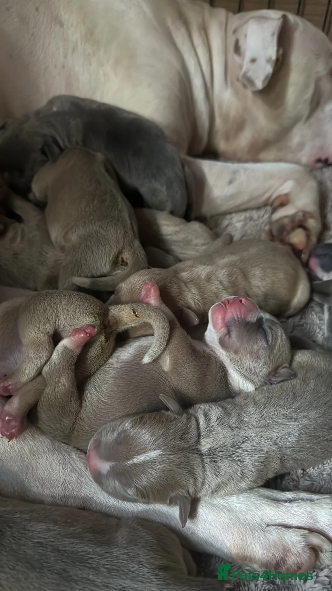 Staffordshire Bull Terrier dogs for sale: Beautiful lilac ,fawn ,blue , cream puppies  - Advert 10