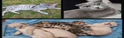 Scottish Fold cats for sale: Beautiful Scottish Fold Grey kittens for sale - Advert 12