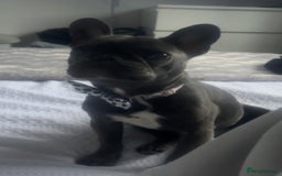 French Bulldog dogs for sale: French bulldog. - Image 2