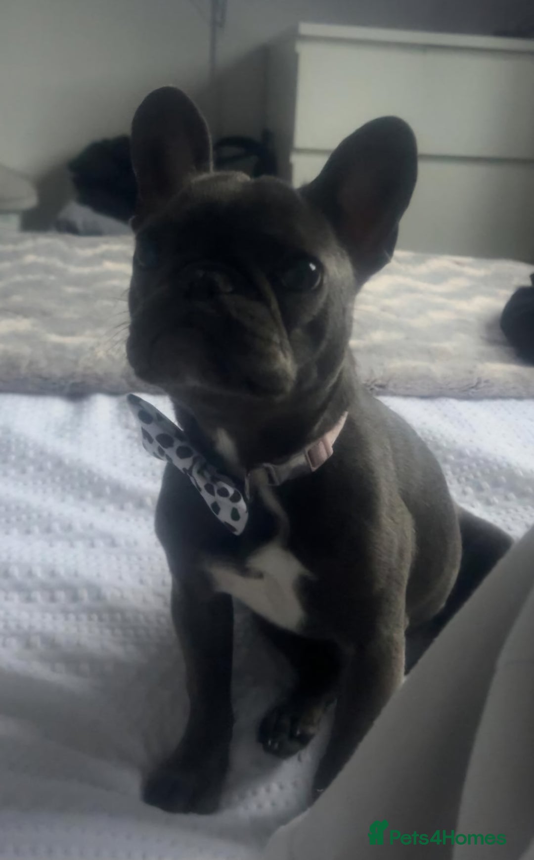 French Bulldog dogs for sale: French bulldog. - Image 2