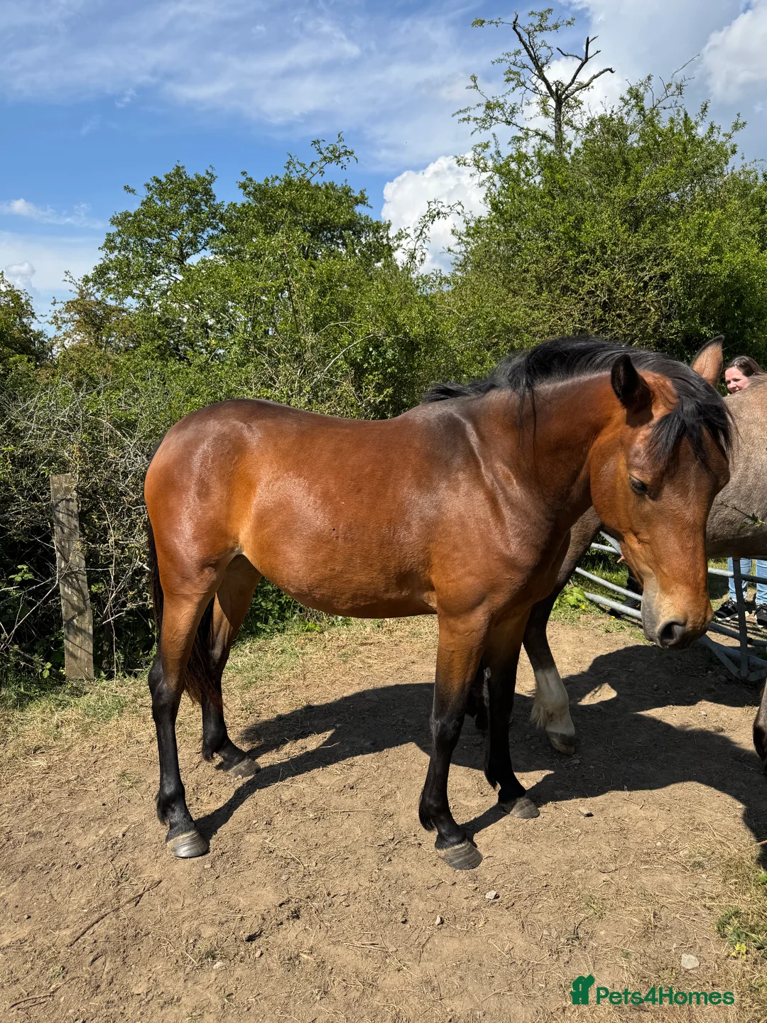 Connemara horses for sale: Gorgeous filly  - Advert 1