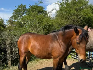 Connemara horses Gorgeous filly - Advert 1