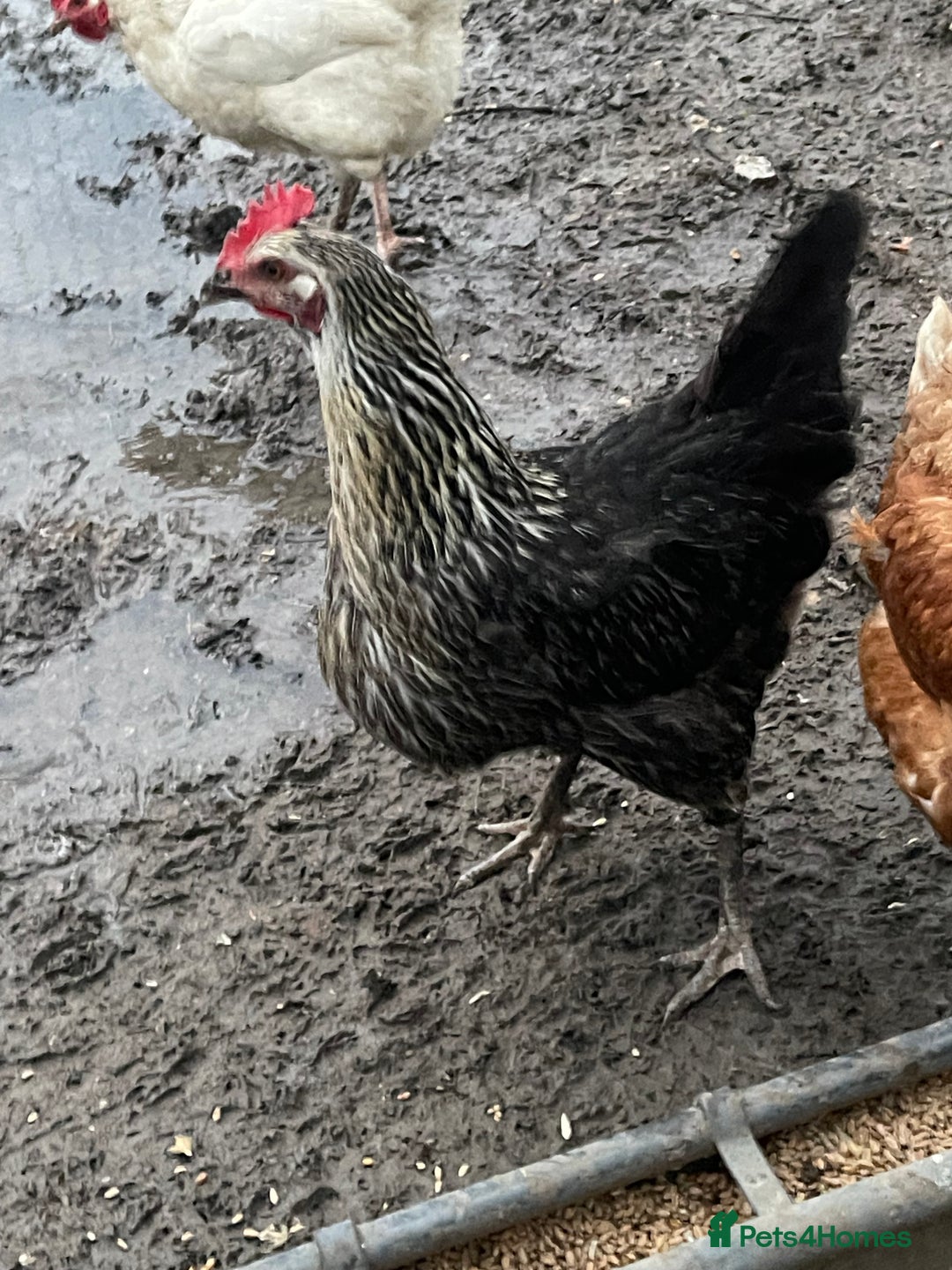 Chickens poultry for sale: Mixture of hens and cockerels - Advert 6