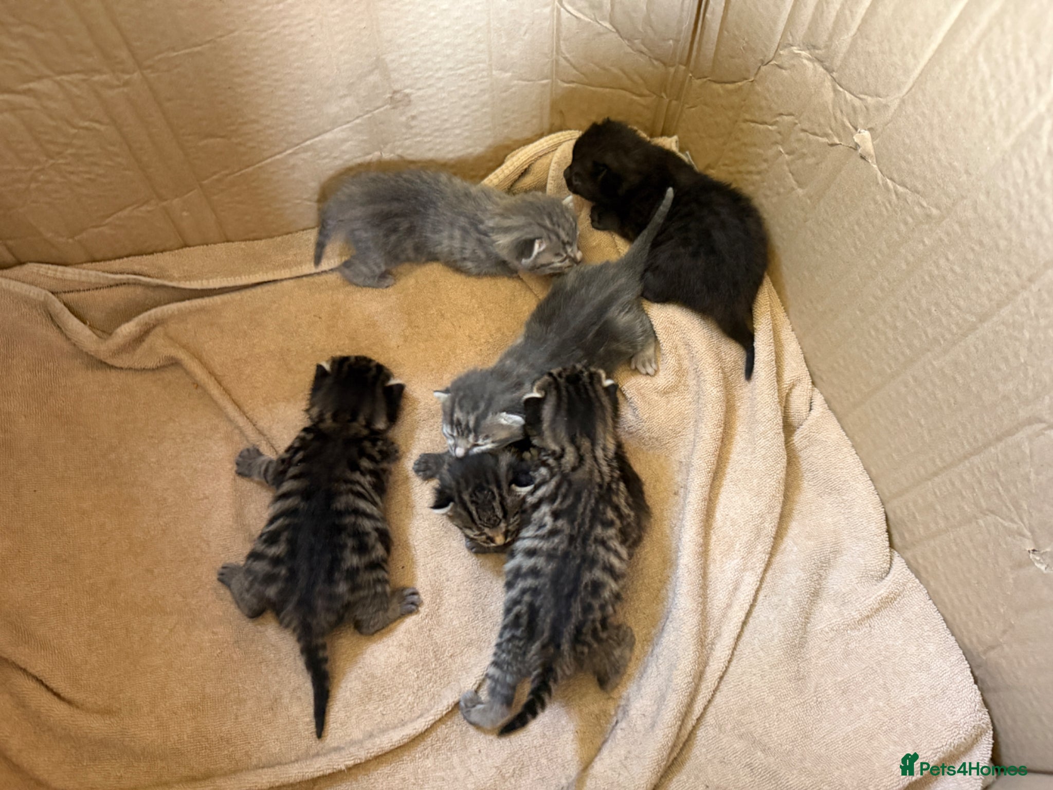 Mixed Breed cats Beautiful Kittens BSH Cross - Advert 2