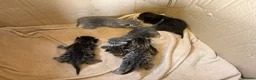 Mixed Breed cats for sale: Beautiful Kittens BSH Cross - Advert 2