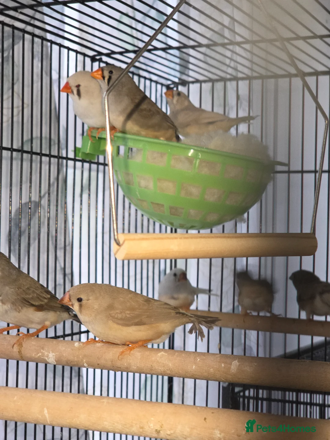Finches birds for sale: This year young mixed Zebra finches - Advert 2