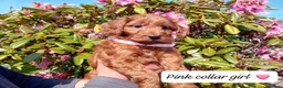 Cockapoo dogs for sale: Gorgeous Red F1b Cockapoos - Advert 9