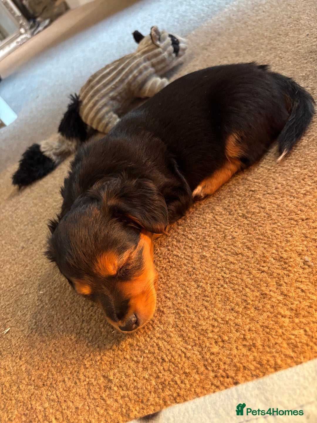 Jack Russell dogs for sale: Jack Russell terrier Pups!  - Advert 18