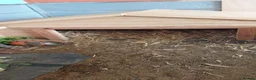 Tortoise reptiles for sale: Horsefield tortoise  in Oldham - Advert 10