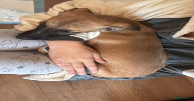 Mixed Breed dogs - Advert 3