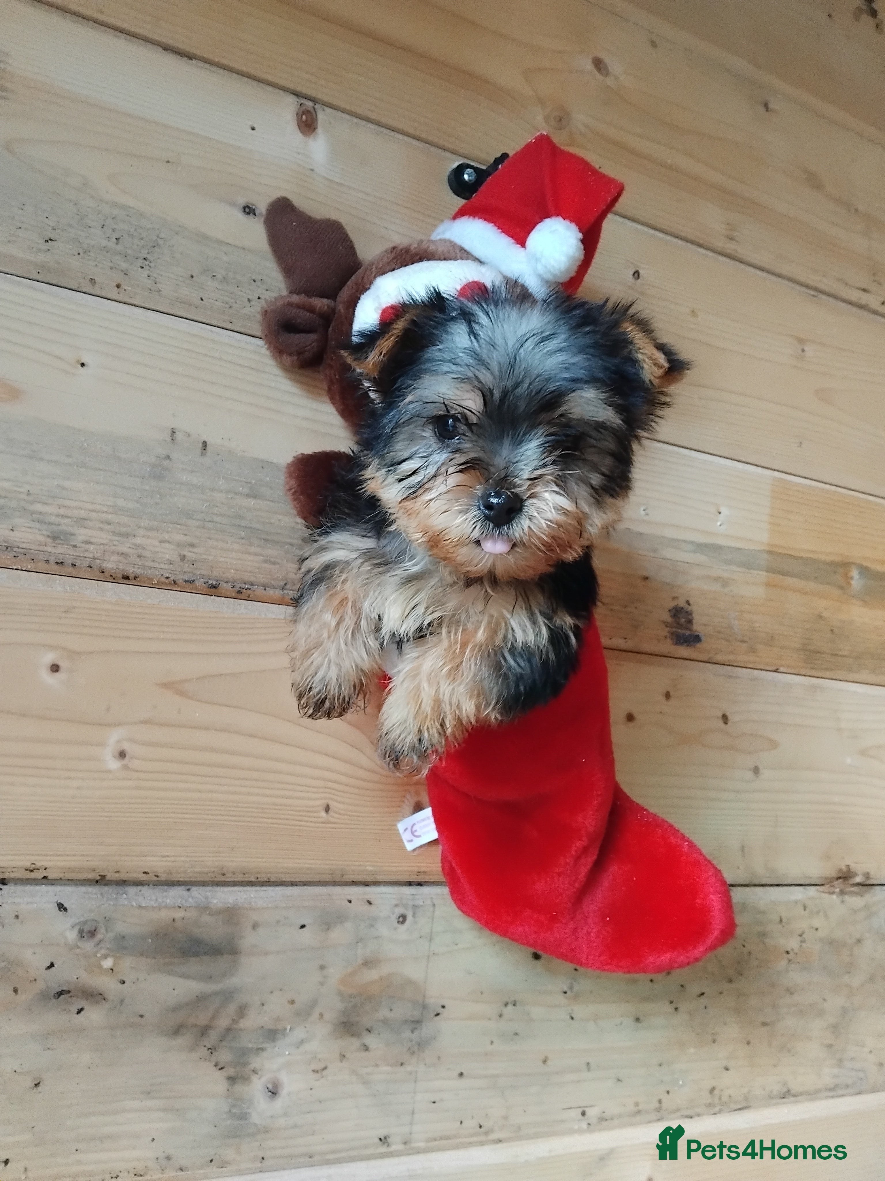 Yorkshire Terrier dogs Yorkshire puppies, 9 week cold  **  size. - Advert 2