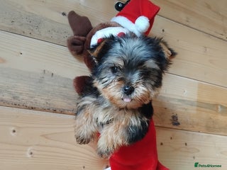 Yorkshire Terrier dogs Yorkshire puppies, 9 week cold ** size. - Advert 12