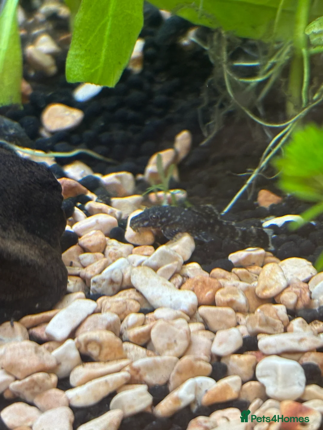 Plecos fish for sale: Pleco babies.  - Advert 2