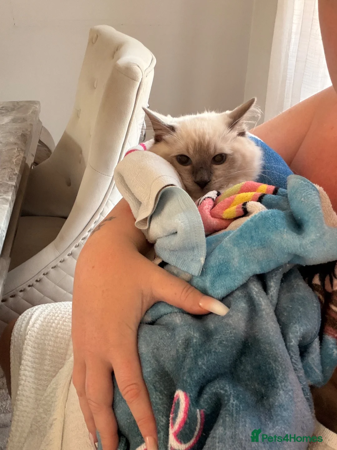 Ragdoll cats for sale: Beautiful blue mitted ragdoll girl xx - Advert 4