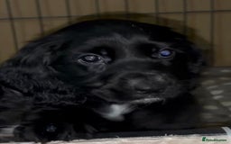 Cocker Spaniel dogs for sale: Cocker Spaniel Puppies - Image 6