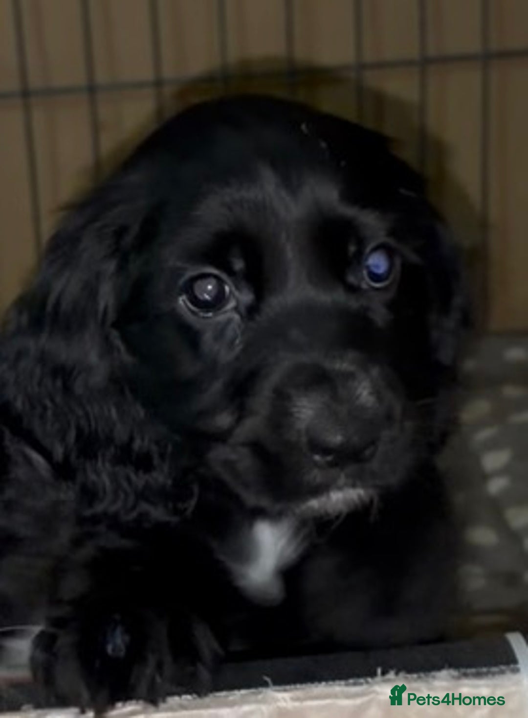 Cocker Spaniel dogs for sale: Cocker Spaniel Puppies - Image 6