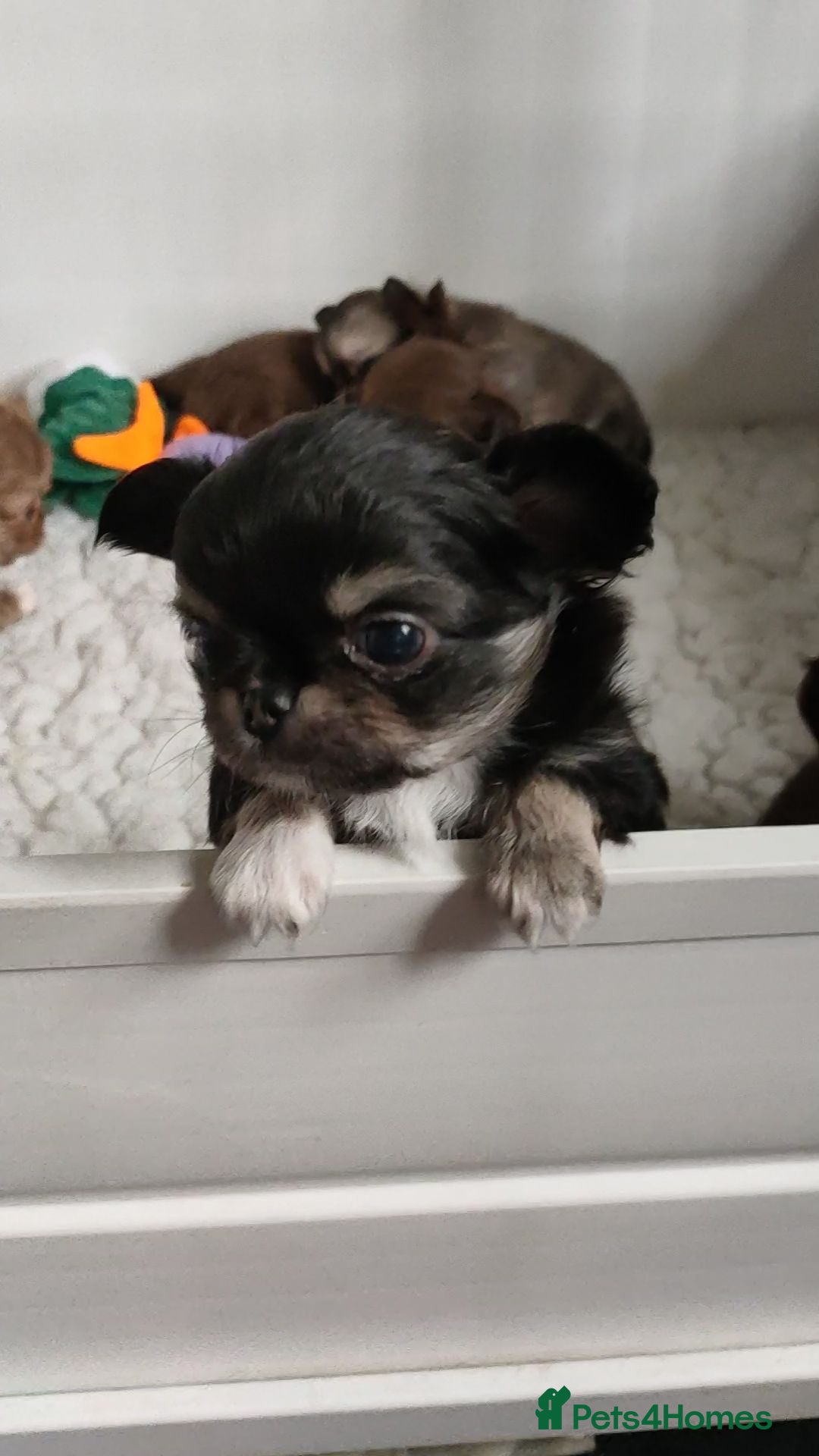 Chihuahua dogs Stunning long coat chihuahua puppies  - Advert 2