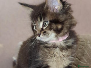 Maine Coon cats 🐾 GCCF XXL Maine Coon Kittens – Russian Heritage - Advert 10