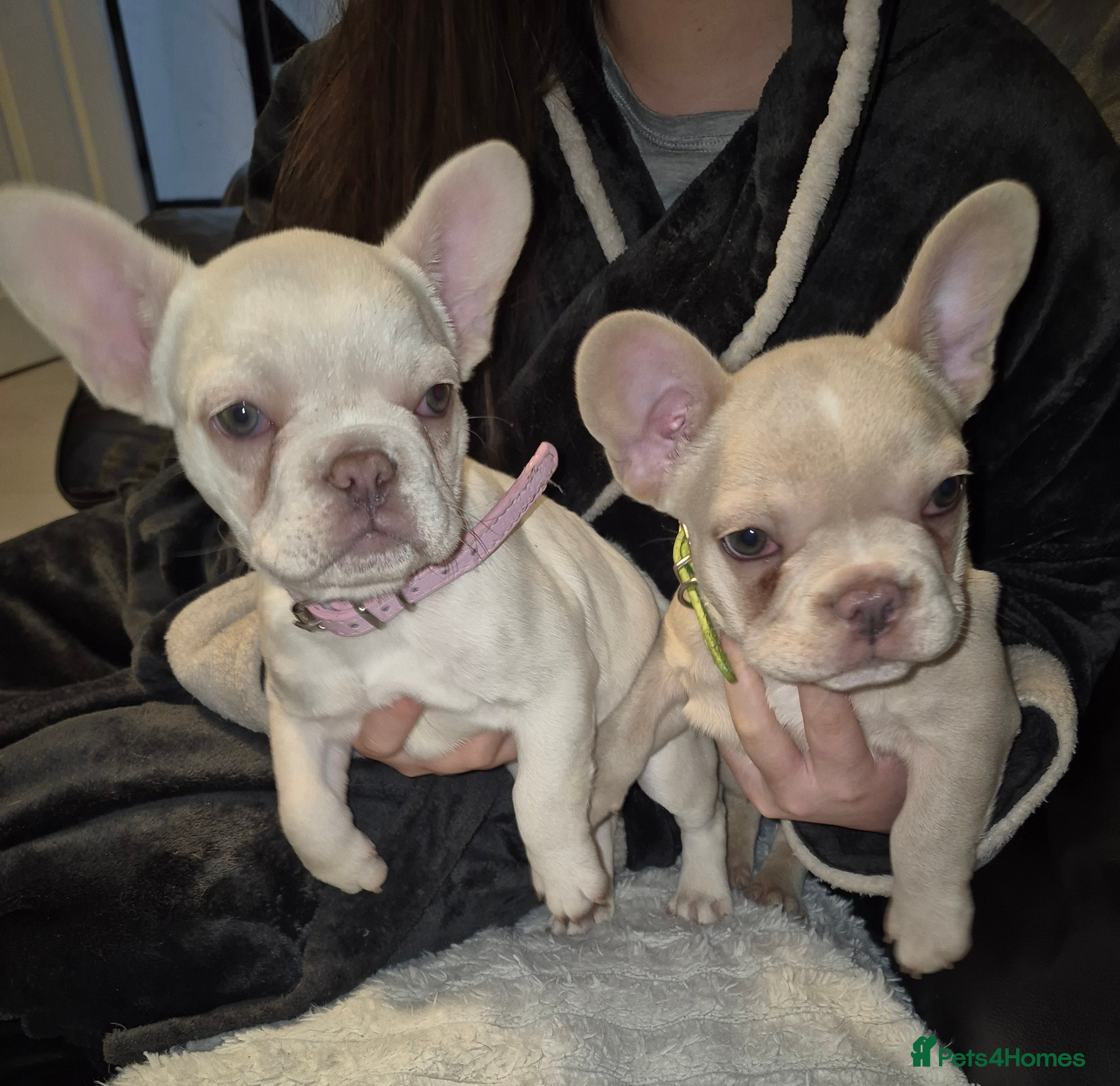 French Bulldog dogs Stunning Twin French Bulldogs  - Advert 17