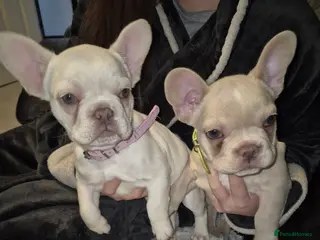 French Bulldog dogs Stunning Twin French Bulldogs - Advert 17