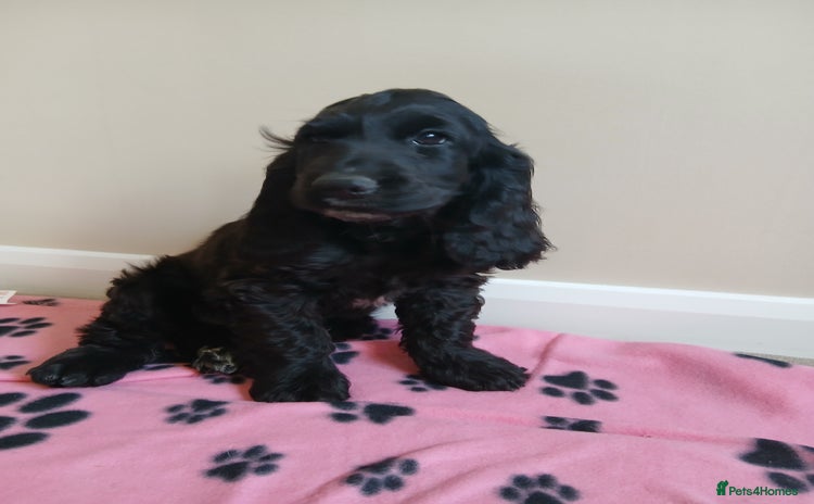 Cocker Spaniel dogs - Advert 7