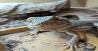 Bearded Dragon reptiles - Advert 5