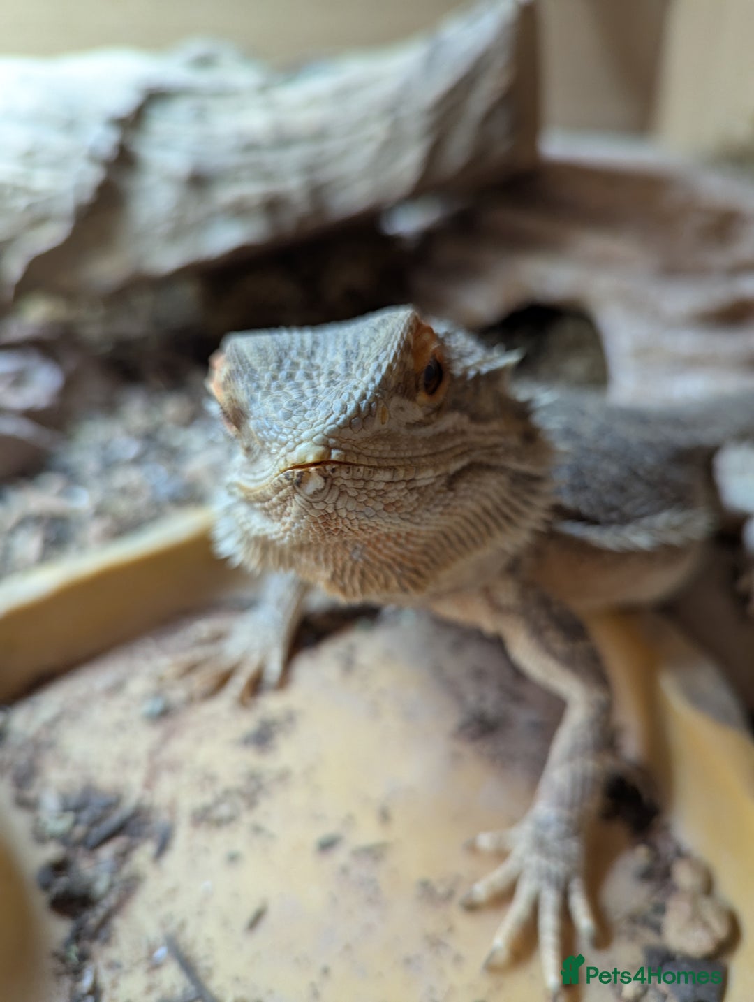 Bearded Dragon reptiles for sale: Charizard, two year old Bearded Dragon  - Image 2