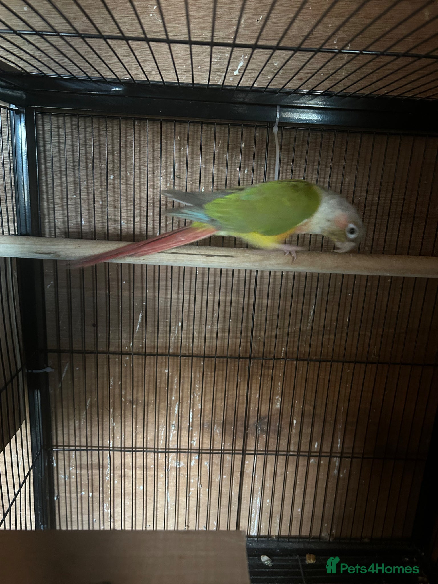 Parakeets birds Conure breeding pair  - Advert 15