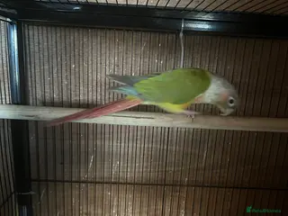 Parakeets birds Conure breeding pair - Advert 15