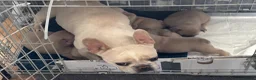French Bulldog dogs for sale: Beautiful KC Reg French Bulldog Pups - Advert 13