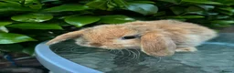 Mini Lop rabbits for sale: Mini lop, holland lop, netherland dwarf - Advert 18