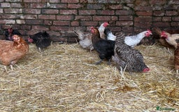 Chickens poultry for sale: Mixed Laying Chickens - Image 3