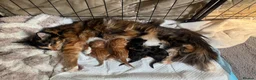 Ragdoll cats for sale: Flame point Ragdoll Mix - Advert 4
