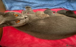 British Shorthair cats for sale: British Shorthair Kittens For Sale - Advert 21