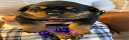 Rottweiler dogs for sale: KC Registered Rottweiler Puppies in Leicester - Advert 9