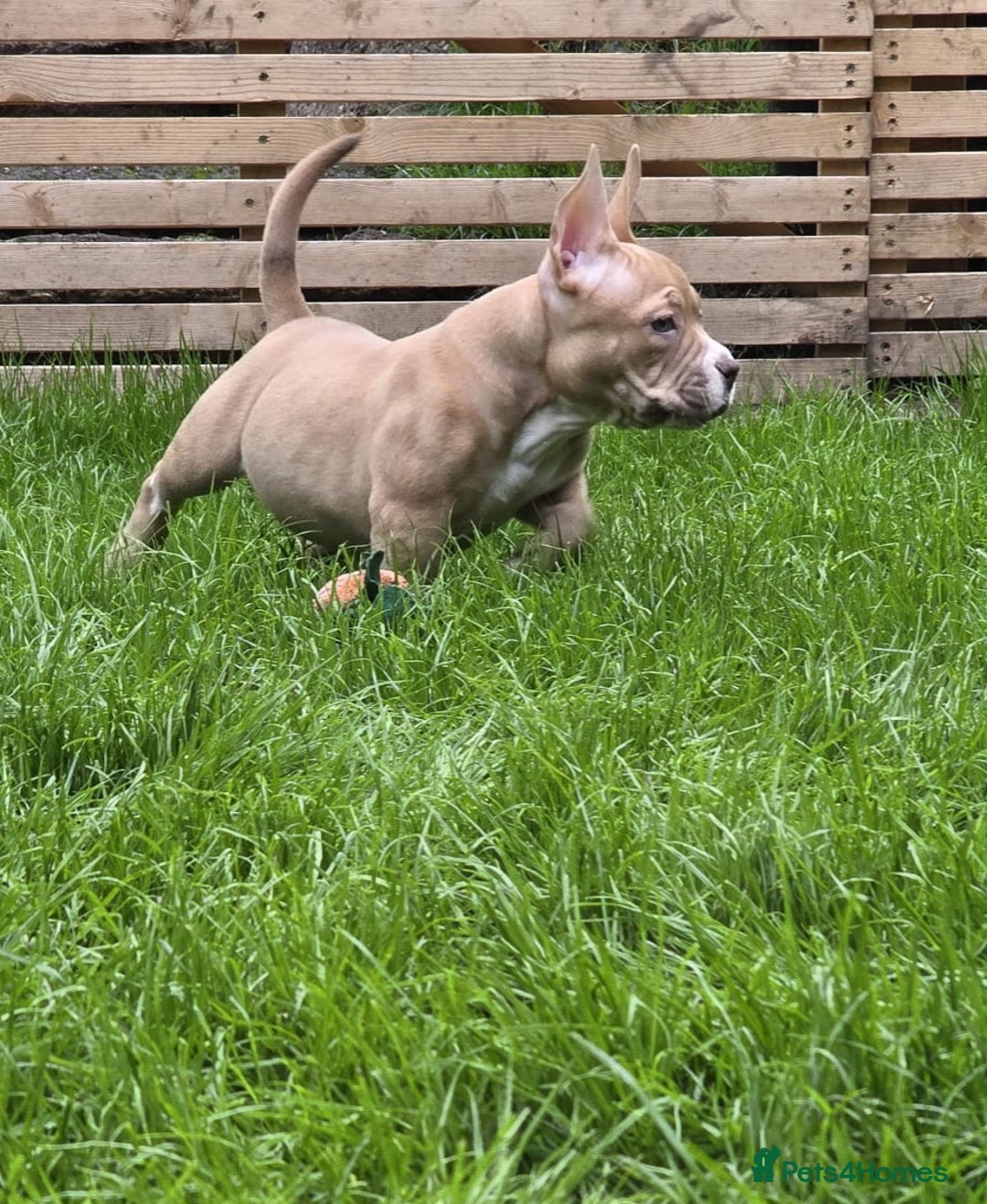 American Bully dogs for sale: REDUCED last girl Quality american Pocket Bully  - Image 16