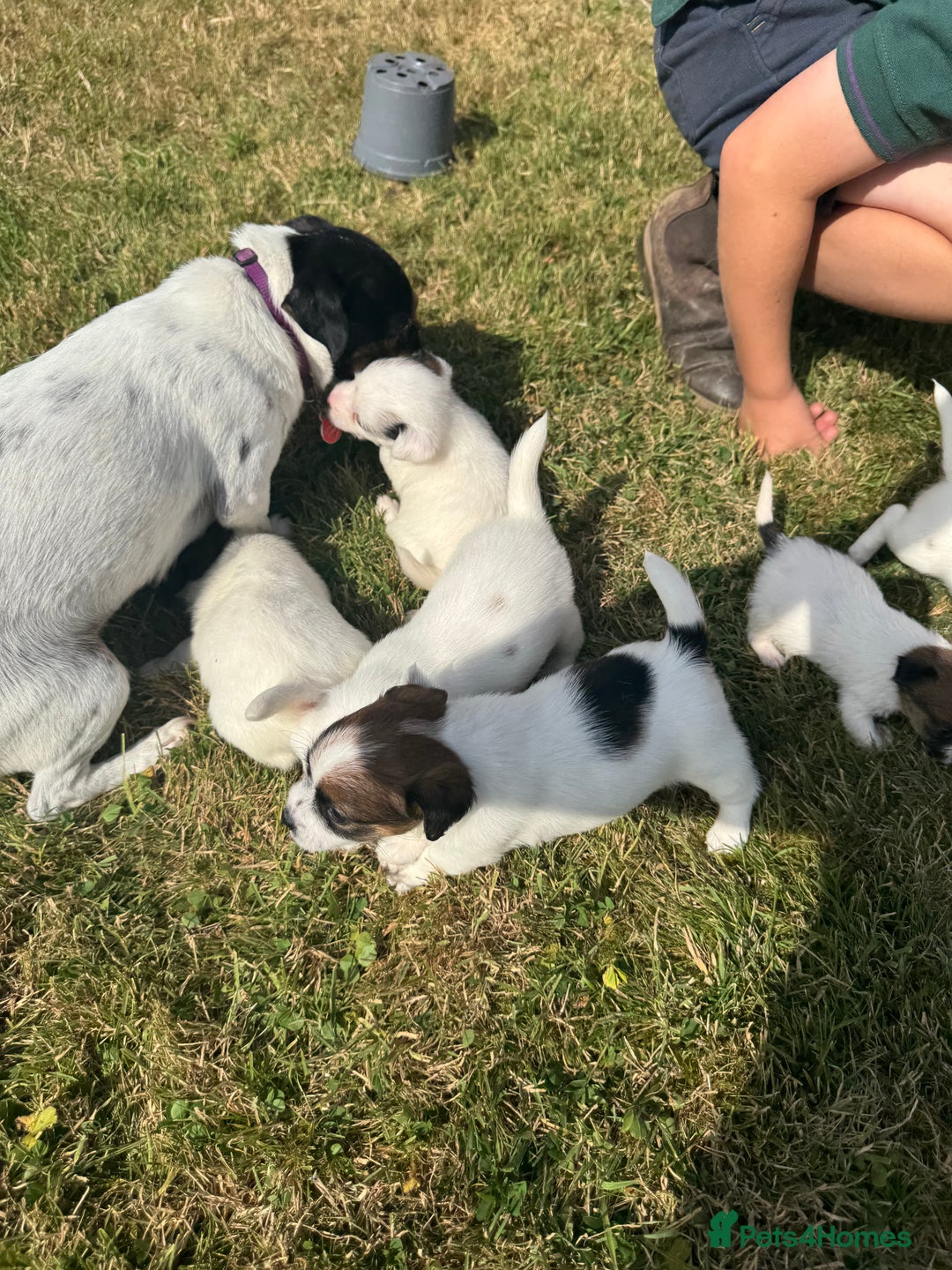 Jack Russell dogs for sale: Pedigree Jack Russell Puppies  - Image 18