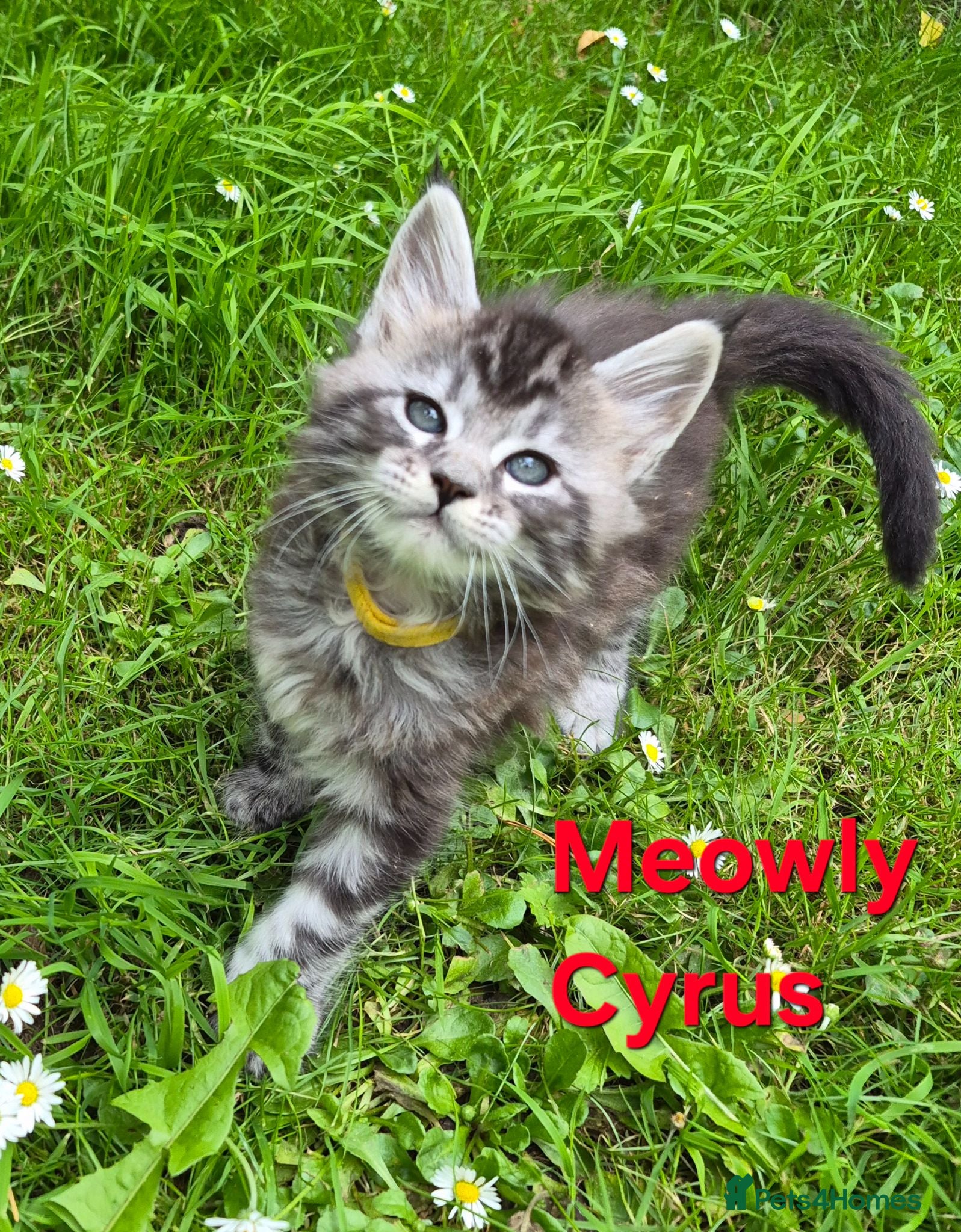 Maine Coon cats Beautiful maine coon kittens  - Advert 2
