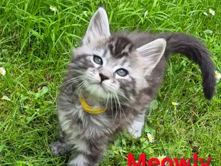 Maine Coon cats Beautiful maine coon kittens - Advert 2
