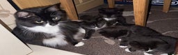 Mixed Breed cats for sale: 4 Beautiful TUXEDO Kittens Available <3 - Advert 23