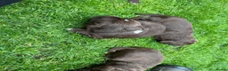 Sprocker dogs for sale: Beautiful sprocker puppies  - Advert 13