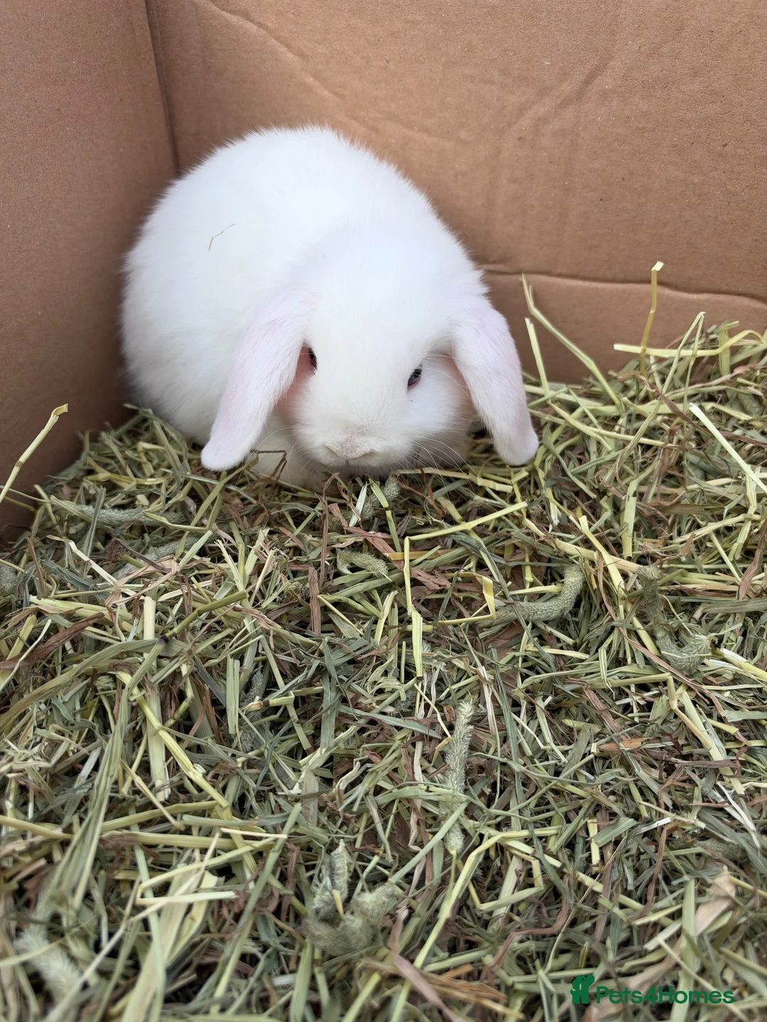 Mini Lop rabbits for sale: Minilop babies  - Advert 1