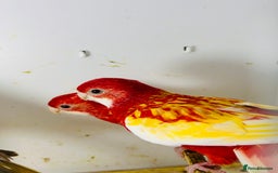 Parakeets birds for sale: Stunning Rubino/pastel rosellas for sale   - Image 2